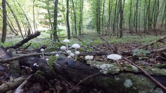 Mushroom hunting with mom смотреть онлайн