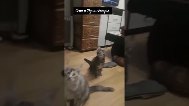 Сеня и Дуня 3-4 месяца, наши котики Май-куны смотреть онлайн