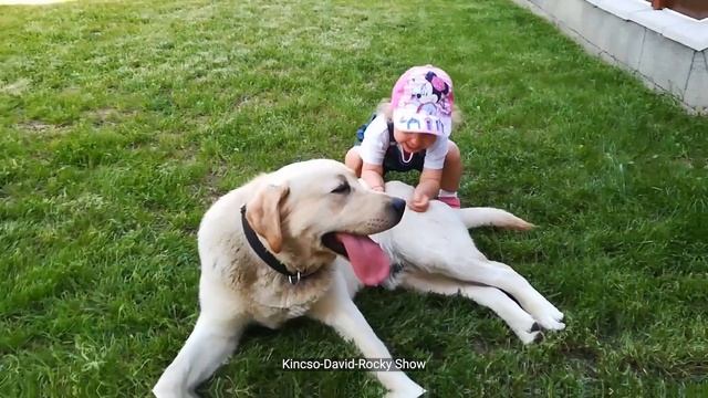 Top Googled Questions About Labradors смотреть онлайн