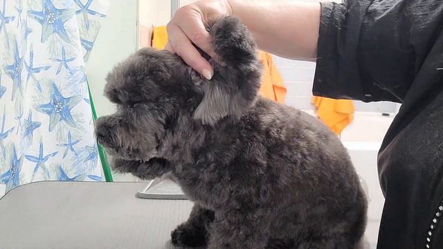Shih Poo ear makeover | Trimming dogs ears смотреть онлайн