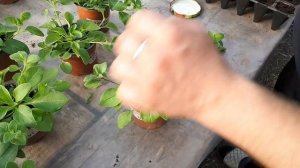 Черенкование и формирование Ампельной петунии ?