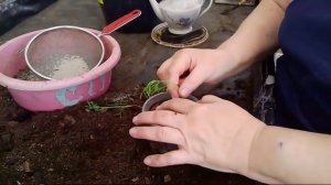 33/18  Выращивание укропа через рассаду