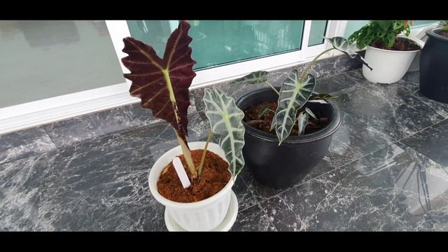 ต้นแก้วสารพัดนึก ใช่ป่าวนะ? смотреть онлайн