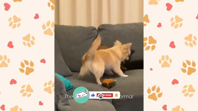 Tiny Dwarf Dog Proves That Sass Suits All Sizes | Cuddle Dog смотреть онлайн