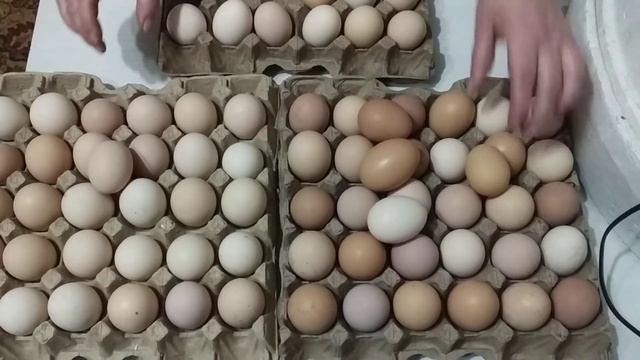 Как собирать, хранить, и отобрать инкубационное яйцо для инкубирования. смотреть онлайн