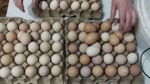 Как собирать, хранить, и отобрать инкубационное яйцо для инкубирования.