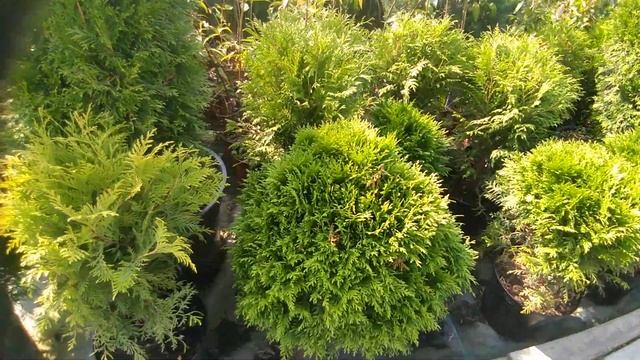 Туя шаровидная западная Глобоза (Globosa). Питомник ЦМП. смотреть онлайн