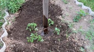 Посадка ТОМАТОВ в открытый грунт. 2 СУПЕР - способа.