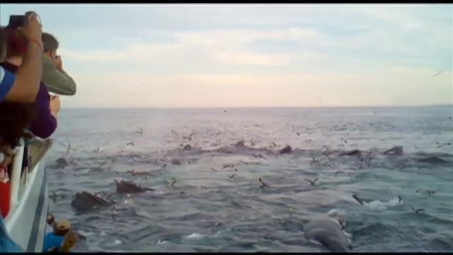 whale scream - whale watch смотреть онлайн