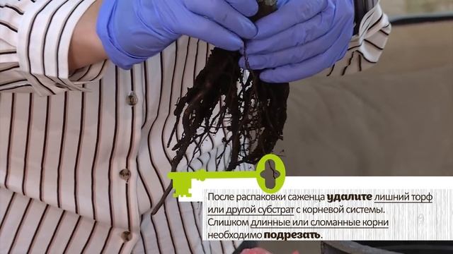 КАК СОХРАНИТЬ САЖЕНЦЫ ДО ВЫСАДКИ В САД. Советы биолога смотреть онлайн