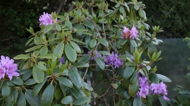 Рододендрон - Как ухаживать - Садовый участок - Декоративный кустарник - Украсить сад