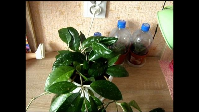 Хойя - восковой плющ. смотреть онлайн