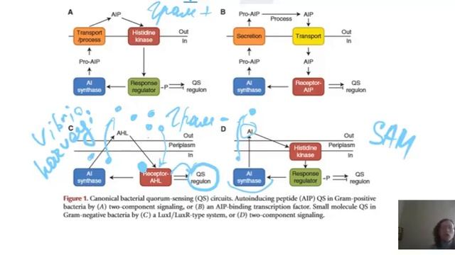 Система чувства кворума (Quorum sensing - QS). Часть 1. смотреть онлайн