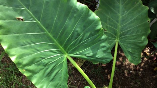 Todos los cuidados que debe tener la Alocasia Macrorrhizos. | Kendry Plantas смотреть онлайн