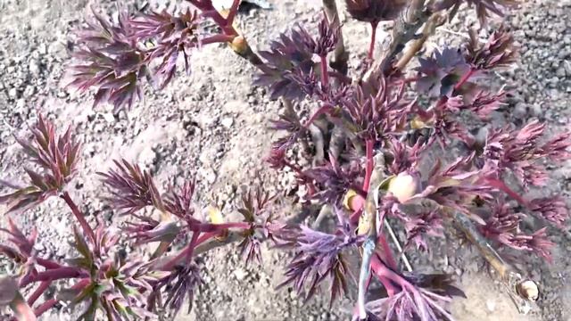 Поездка на дачу апрель (4-5 число) Наш видеоотчёт смотреть онлайн