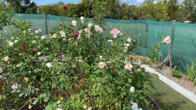 Heritage                   Rose Series 2021