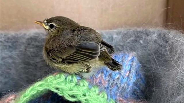 Женщина нашла слабенького птенца на проезжей части и забрала домой, когда он вырос, все обомлели