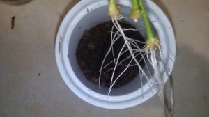 Можно ли размножать герань листьями