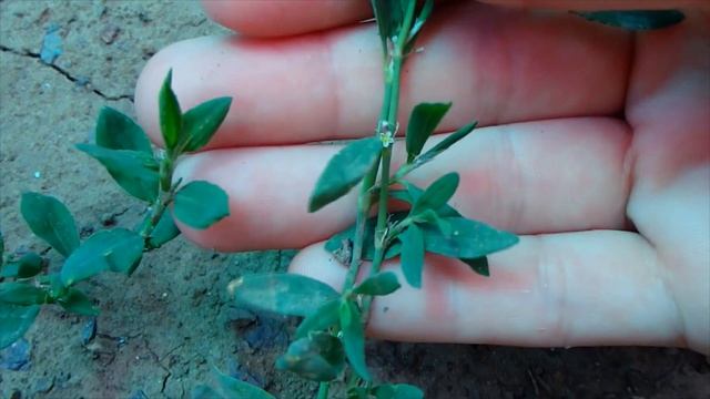 Природные лакомства для попугая. смотреть онлайн