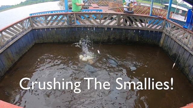 Jumping Giant Pirarucu (Arapaima) In Fish Pens AMAZON 2021 смотреть онлайн
