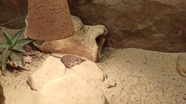 Зоопарк в Чехии/Африканские животные/Поймали Жирафа/Череп Бегемота #зоопарк #животные #влог смотреть онлайн