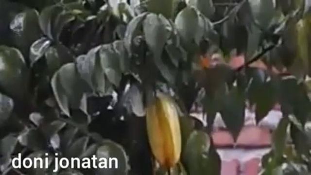 Suara Pikat Burung Kecil Paling Ampuh || Pikat Suara Burung Ciblek