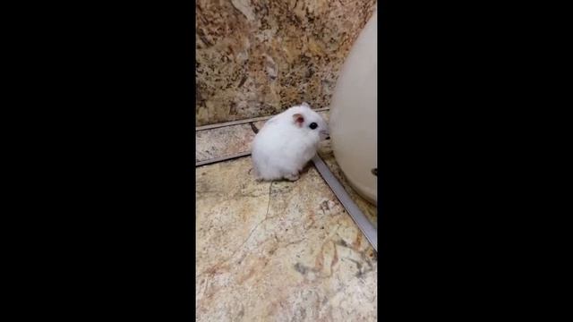 Мой хомяк завис. смотреть онлайн