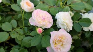 Нежная и красивая роза Пастелла (Pastella) от Тантау,  флорибунда. Одна из любимец!