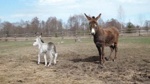 Домашние животные для детей. Учим голоса домашних животных