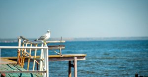 Чайки не кричите, сердцу больно, разбор на гармони №-88 с цифрами