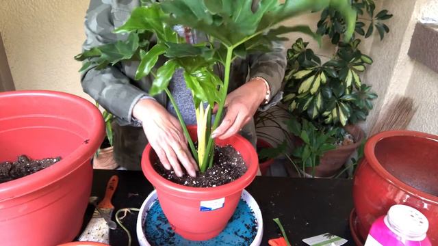 Mapapalundag Ka Sa Tuwa Sobrang Mura Ng Nabili Kong Philodendron смотреть онлайн