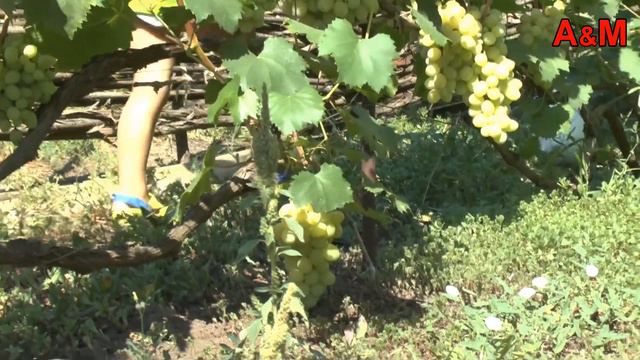 VLOG: Кролики сбежали и рыба уплыла...летнее видео Аниты и Маргариты, отдых у бабушки и дедушки смотреть онлайн