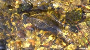 Весеннее ЖУРЧАНИЕ ручья. 2 часа