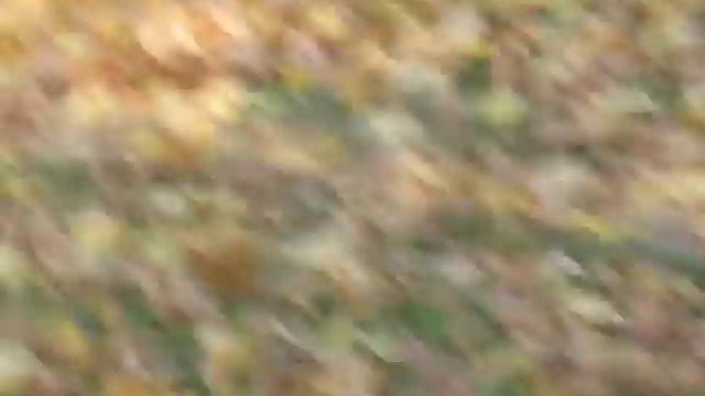 французский бульдог мальчик 3мес смотреть онлайн