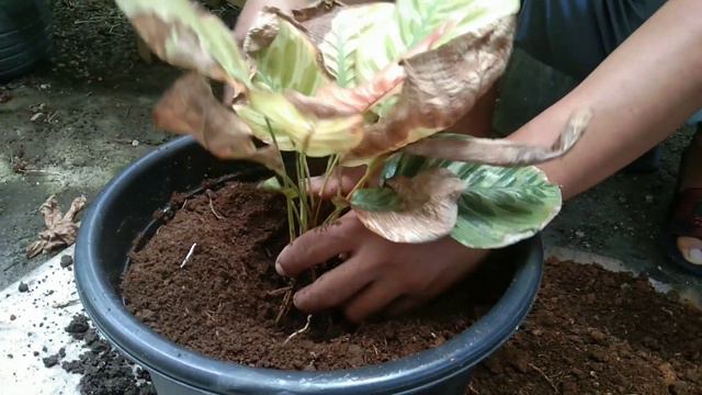 Saving our dying calathea plant. смотреть онлайн