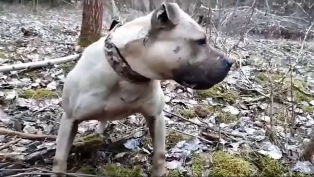 pitbull game смотреть онлайн