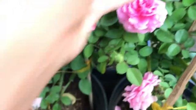 Claire marshall rose смотреть онлайн
