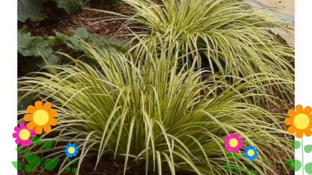 Аир злаковидный Вариегата (Variegata). Краткий обзор, описание характеристик, где купить саженцы