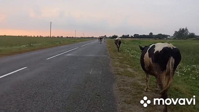 Дрессировка коров и теленка. Работа электропастуха. смотреть онлайн