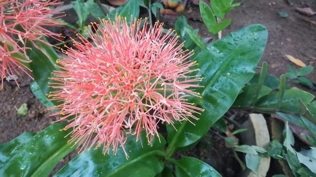 Fireball lily Plant (Scadoxus multiflorus) смотреть онлайн