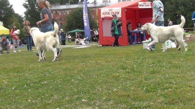 SUR-ATAM BAYBARS, ALI ALADJA SHIKARNYI PAREN, сравнение на ЛК смотреть онлайн