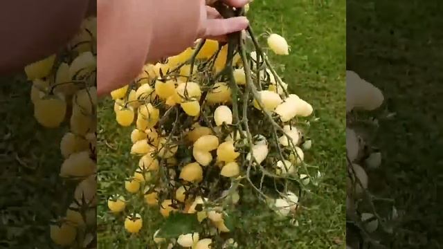 Томат Сумасшедшие вишни Барри смотреть онлайн