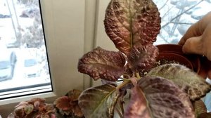 Эписции. Как поживают зимой? Коротенький обзор.