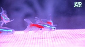 АКВАРИУМНЫЕ РЫБКИ НЕОНЫ ГОЛУБЫЕ! СОДЕРЖАНИЕ НЕОНОВ, РАЗМНОЖЕНИЕ, УХОД, СОВМЕСТИМОСТЬ!