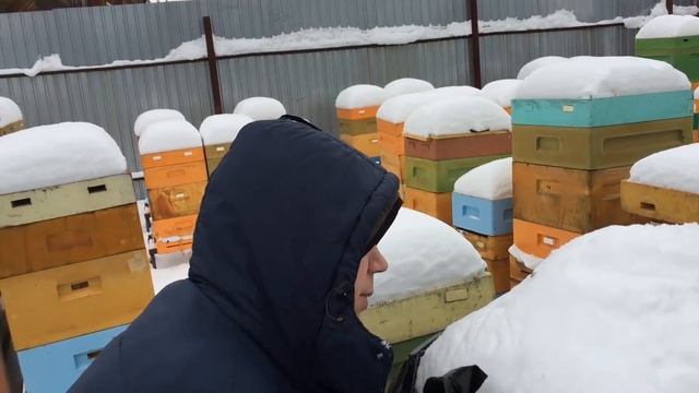 Улей ППУ Нижегородец. Зимовка(27.01.2018) смотреть онлайн