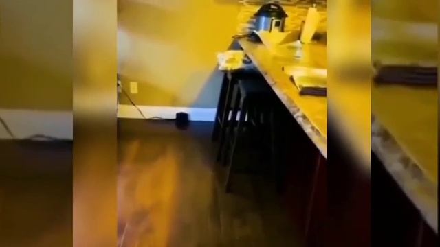 Забавные животные № 9 смотреть онлайн