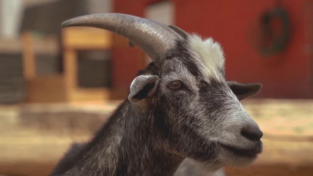 Научитесь любить животных, изучите звуки козы смотреть онлайн