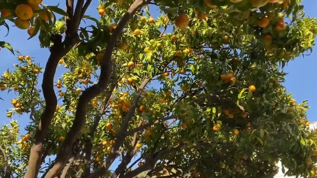 #Homegrown Tangerine Harvest Time /Sweet & Juicy/ смотреть онлайн