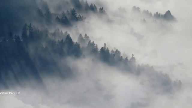Forest In Fog - Virtual Place HD