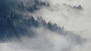 Forest in fog - Virtual Place HD